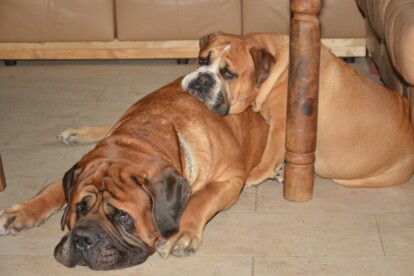 Mastiff Don Theo von der Villa Graf Mastiff Don Theo von der Villa Graf