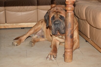 Mastiff Don Theo von der Villa Graf Mastiff Don Theo von der Villa Graf