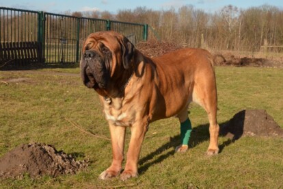 Mastiff Don Theo von der Villa Graf Mastiff Don Theo von der Villa Graf