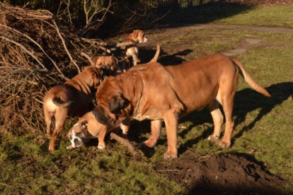 Mastiff Don Theo von der Villa Graf Mastiff Don Theo von der Villa Graf