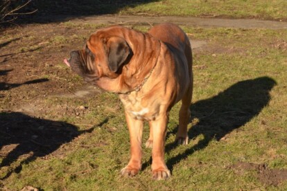 Mastiff Don Theo von der Villa Graf Mastiff Don Theo von der Villa Graf