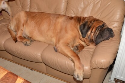 Mastiff Don Theo von der Villa Graf Mastiff Don Theo von der Villa Graf