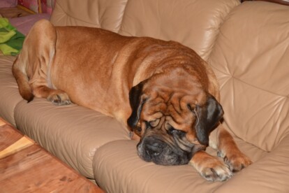 Mastiff Don Theo von der Villa Graf Mastiff Don Theo von der Villa Graf