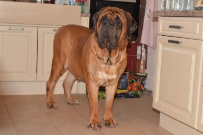 Mastiff Don Theo von der Villa Graf Mastiff Don Theo von der Villa Graf