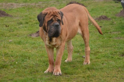 Mastiff Don Theo von der Villa Graf Mastiff Don Theo von der Villa Graf