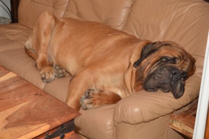 Mastiff Don Theo von der Villa Graf Mastiff Don Theo von der Villa Graf