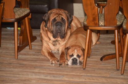 Mastiff Don Theo von der Villa Graf Mastiff Don Theo von der Villa Graf