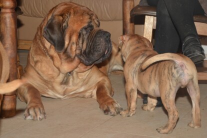 Mastiff Don Theo von der Villa Graf Mastiff Don Theo von der Villa Graf