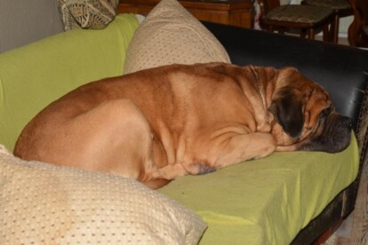 Mastiff Don Theo von der Villa Graf Mastiff Don Theo von der Villa Graf