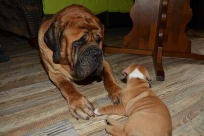 Mastiff Don Theo von der Villa Graf Mastiff Don Theo von der Villa Graf