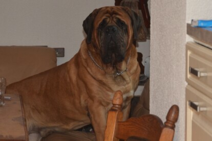Mastiff Don Theo von der Villa Graf Mastiff Don Theo von der Villa Graf