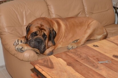 Mastiff Don Theo von der Villa Graf Mastiff Don Theo von der Villa Graf