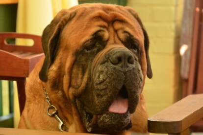 Mastiff Don Theo von der Villa Graf Mastiff Don Theo von der Villa Graf