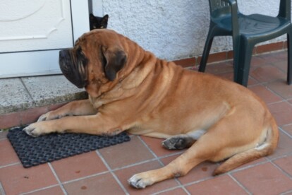 Mastiff Don Theo von der Villa Graf Mastiff Don Theo von der Villa Graf