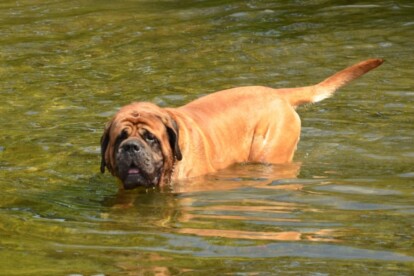 Mastiff Don Theo von der Villa Graf Mastiff Don Theo von der Villa Graf