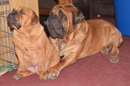 Mastiff Don Theo von der Villa Graf Mastiff Don Theo von der Villa Graf