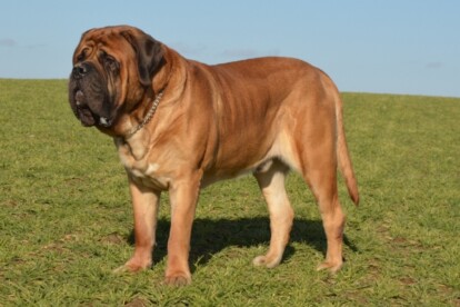 Mastiff Don Theo von der Villa Graf Mastiff Don Theo von der Villa Graf
