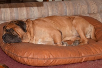 Mastiff Don Theo von der Villa Graf Mastiff Don Theo von der Villa Graf