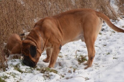 Mastiff Don Theo von der Villa Graf Mastiff Don Theo von der Villa Graf