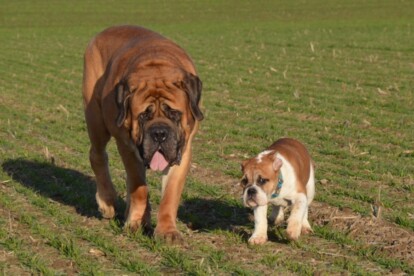 Mastiff Don Theo von der Villa Graf Mastiff Don Theo von der Villa Graf