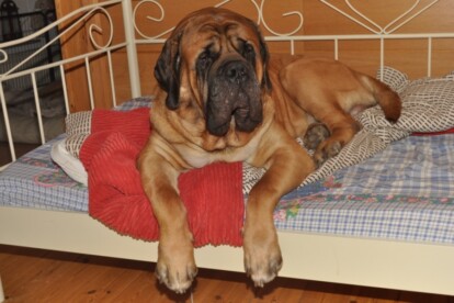 Mastiff Don Theo von der Villa Graf Mastiff Don Theo von der Villa Graf