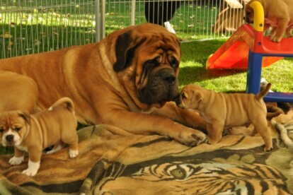 Mastiff Don Theo von der Villa Graf Mastiff Don Theo von der Villa Graf
