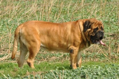 Mastiff Don Theo von der Villa Graf Mastiff Don Theo von der Villa Graf