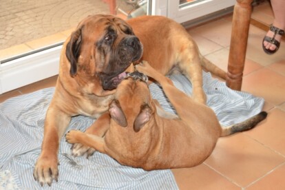 Mastiff Don Theo von der Villa Graf Mastiff Don Theo von der Villa Graf