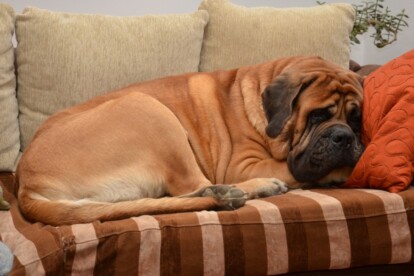 Mastiff Don Theo von der Villa Graf Mastiff Don Theo von der Villa Graf