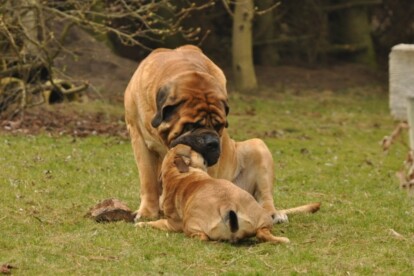 Mastiff Don Theo von der Villa Graf Mastiff Don Theo von der Villa Graf