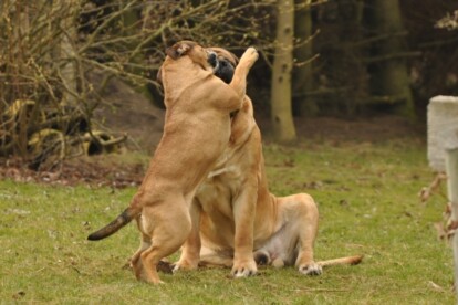 Mastiff Don Theo von der Villa Graf Mastiff Don Theo von der Villa Graf