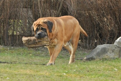Mastiff Don Theo von der Villa Graf Mastiff Don Theo von der Villa Graf
