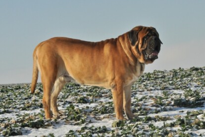 Mastiff Don Theo von der Villa Graf Mastiff Don Theo von der Villa Graf