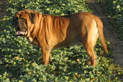 Mastiff Don Theo von der Villa Graf Mastiff Don Theo von der Villa Graf