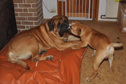 Mastiff Don Theo von der Villa Graf Mastiff Don Theo von der Villa Graf