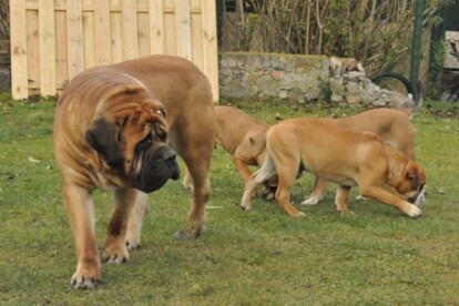 Mastiff Don Theo von der Villa Graf Mastiff Don Theo von der Villa Graf