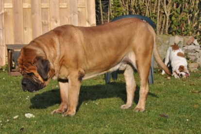 Mastiff Don Theo von der Villa Graf Mastiff Don Theo von der Villa Graf
