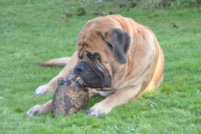 Mastiff Don Theo von der Villa Graf Mastiff Don Theo von der Villa Graf