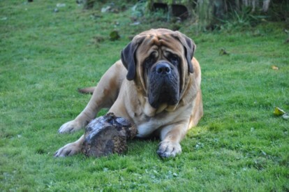 Mastiff Don Theo von der Villa Graf Mastiff Don Theo von der Villa Graf