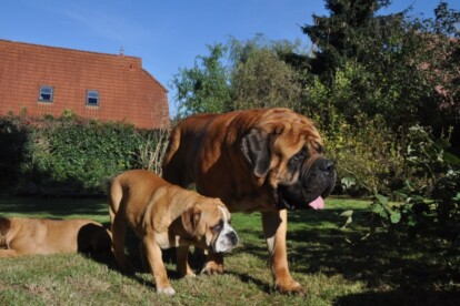 Mastiff Don Theo von der Villa Graf Mastiff Don Theo von der Villa Graf