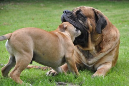Mastiff Don Theo von der Villa Graf Mastiff Don Theo von der Villa Graf
