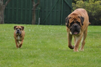 Mastiff Don Theo von der Villa Graf Mastiff Don Theo von der Villa Graf