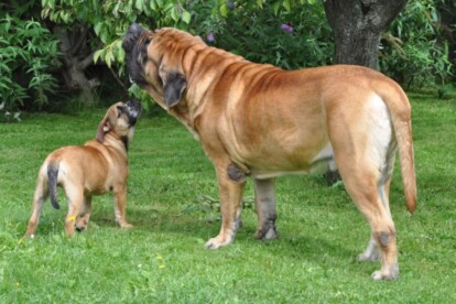 Mastiff Don Theo von der Villa Graf Mastiff Don Theo von der Villa Graf