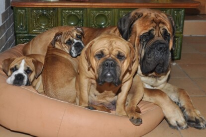Mastiff Don Theo von der Villa Graf Mastiff Don Theo von der Villa Graf