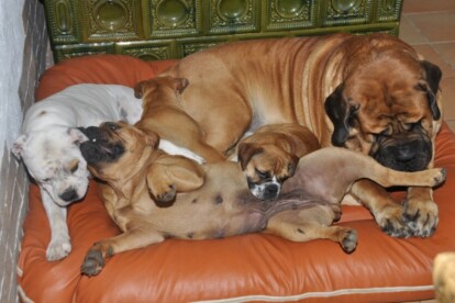 Mastiff Don Theo von der Villa Graf Mastiff Don Theo von der Villa Graf