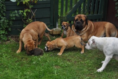 Mastiff Don Theo von der Villa Graf Mastiff Don Theo von der Villa Graf