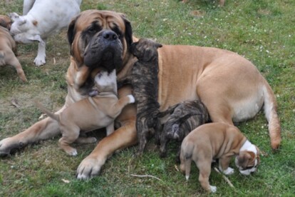 Mastiff Don Theo von der Villa Graf Mastiff Don Theo von der Villa Graf