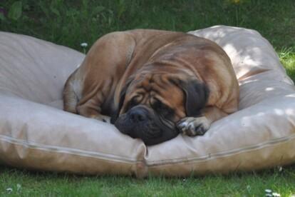 Mastiff Don Theo von der Villa Graf Mastiff Don Theo von der Villa Graf