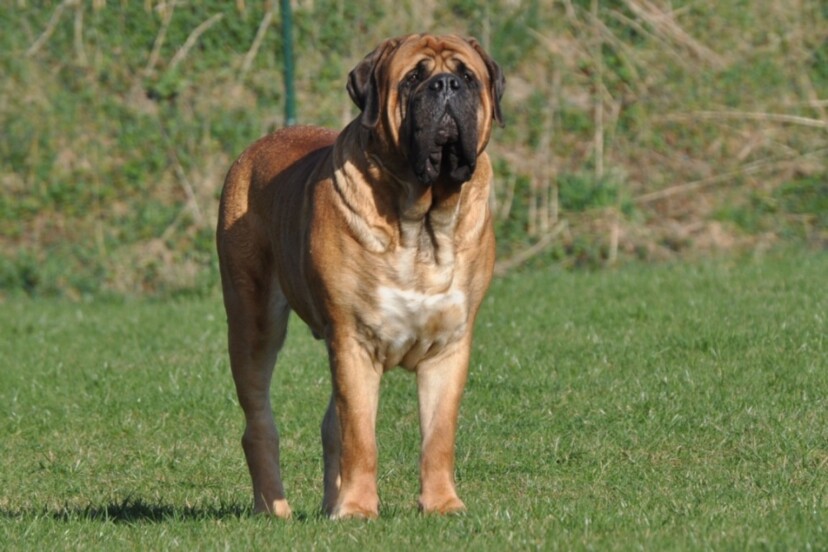 Mastiff Don Theo von der Villa Graf Mastiff Don Theo von der Villa Graf