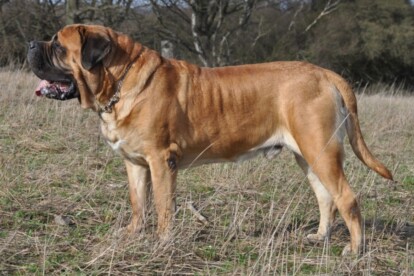 Mastiff Don Theo von der Villa Graf Mastiff Don Theo von der Villa Graf